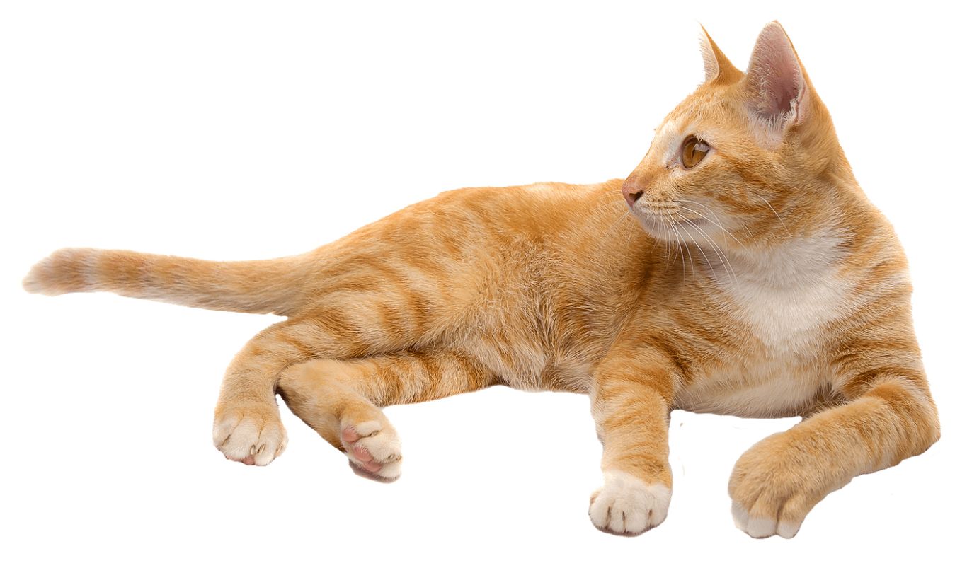 ginger cat laying PNG    图片编号:50504