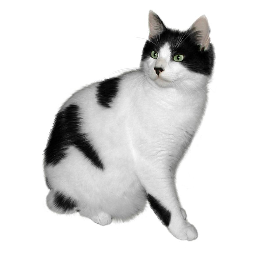 white cat with black spots PNG    图片编号:50506