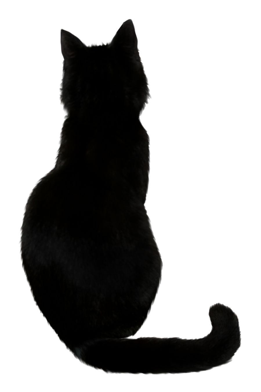 black cat from behind PNG    图片编号:50507