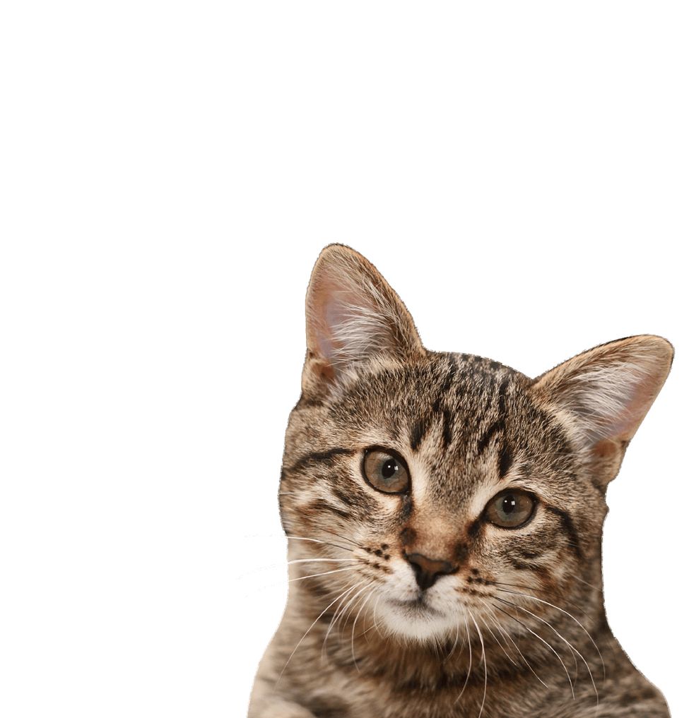 Cat head with stripes PNG    图片编号:50509