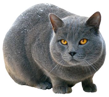 Big silver cat PNG    图片编号:50511