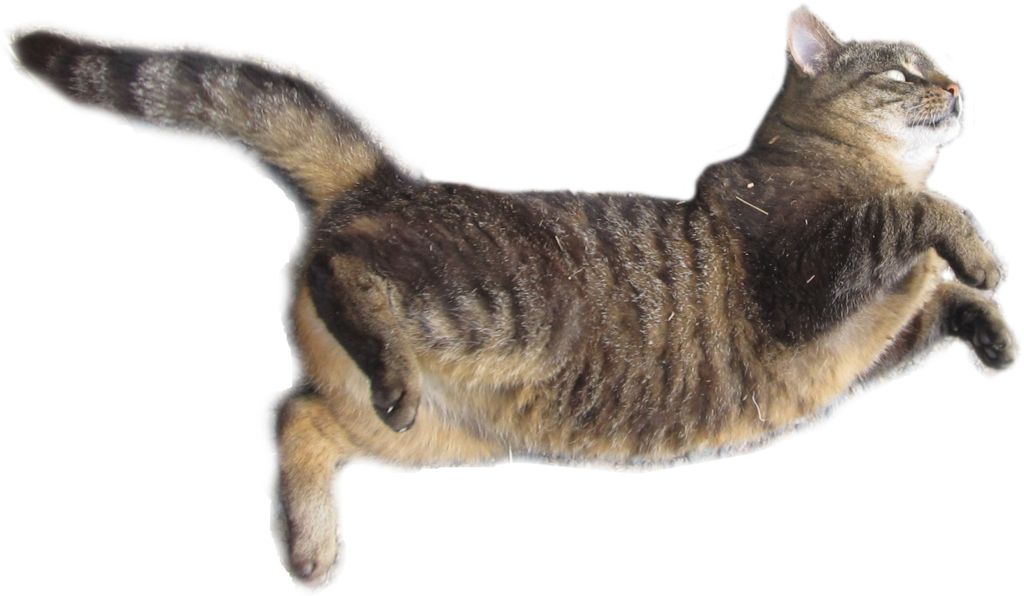 Cat flying PNG    图片编号:50513