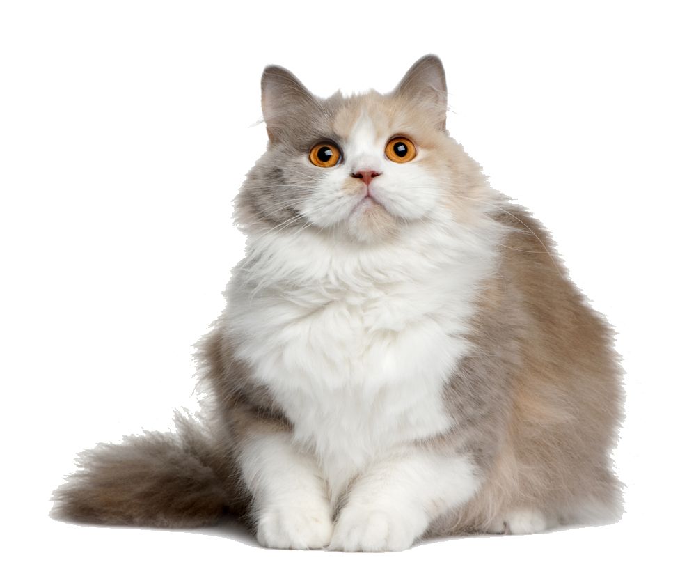 Cat with orange eyes PNG    图片编号:50515