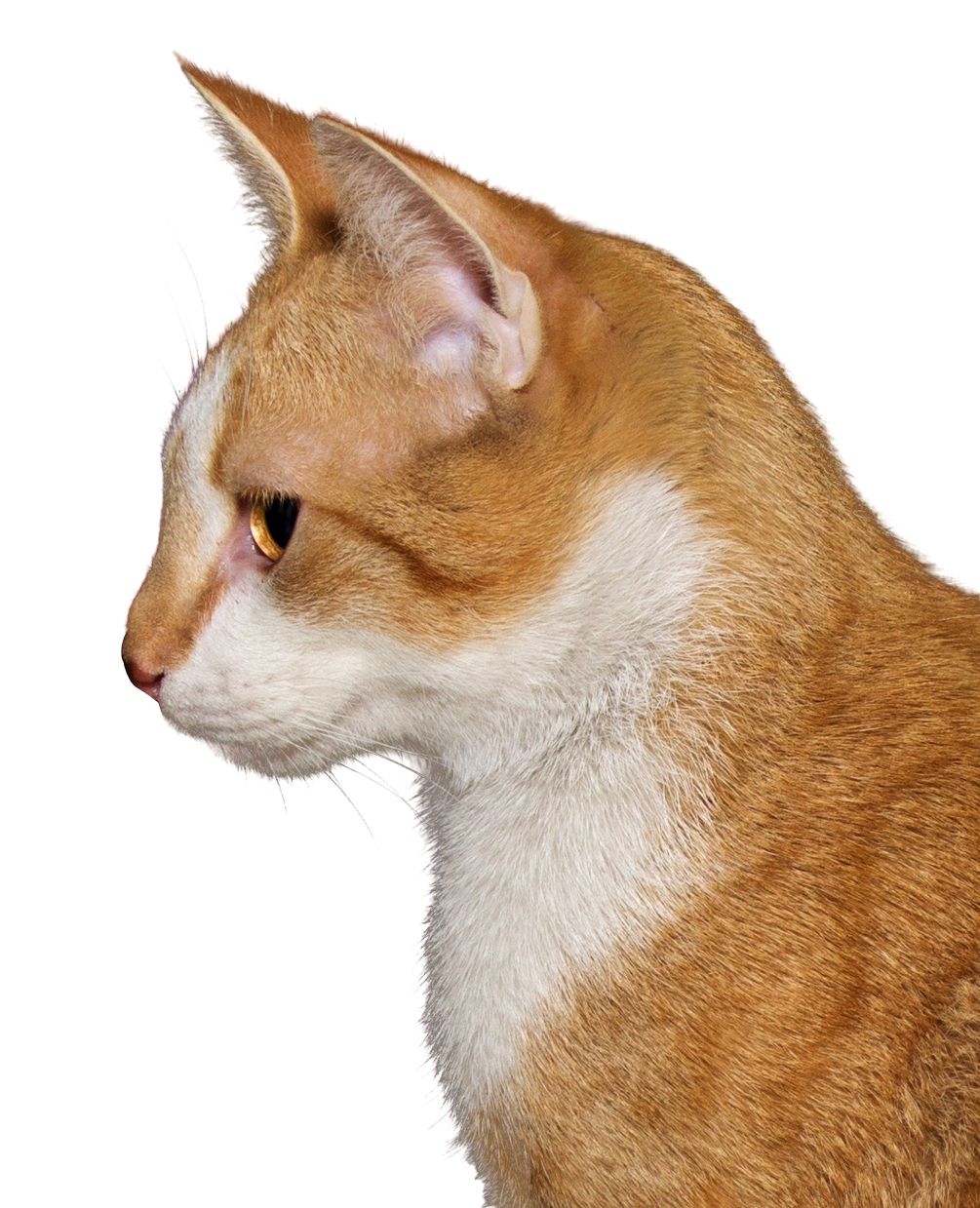 Cat orange head PNG    图片编号:50519
