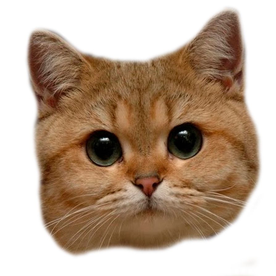 Cat PNG head    图片编号:50525