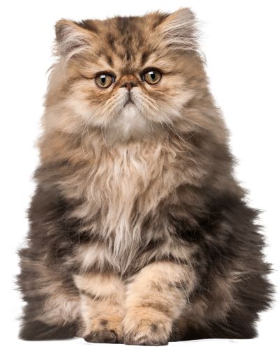 Cat fluffy kitten PNG    图片编号:50530