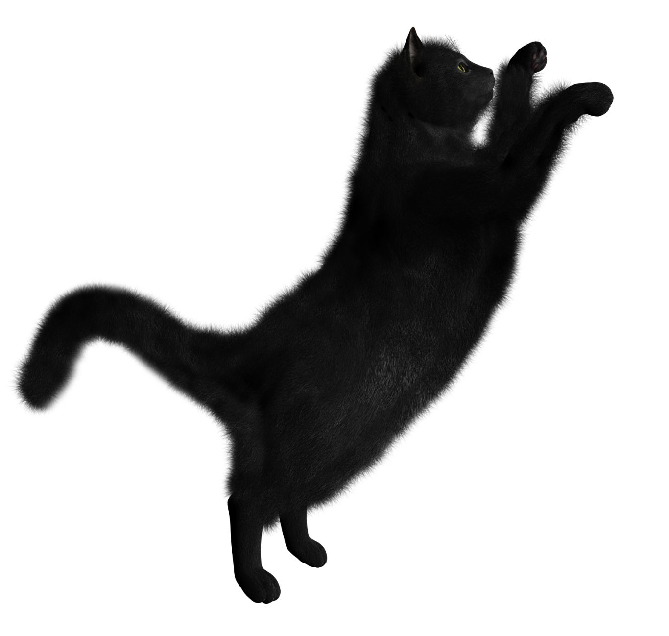 black cat jumps PNG    图片编号:50532