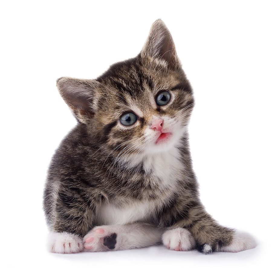 Cat kitten small PNG    图片编号:50533