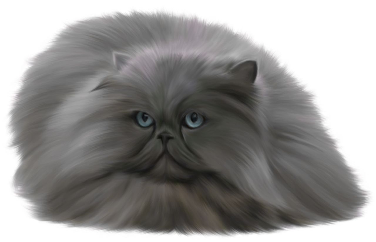 Cat fur PNG    图片编号:50537