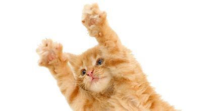 jumping cat PNG    图片编号:50538