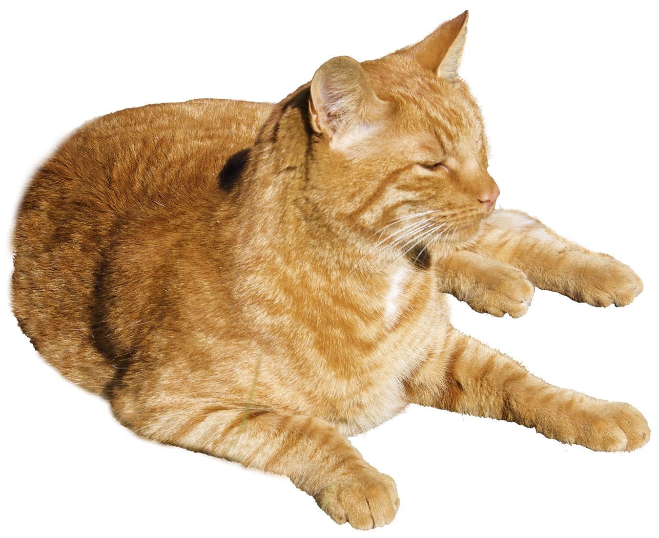 Ginger cat PNG    图片编号:50545