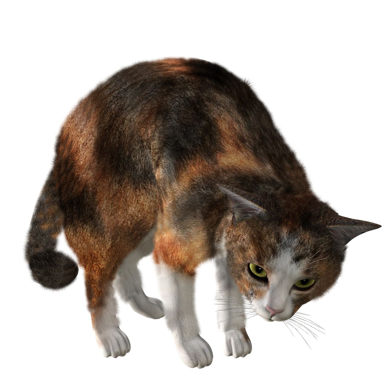 cat png image, free download picture, kitten    图片编号:95