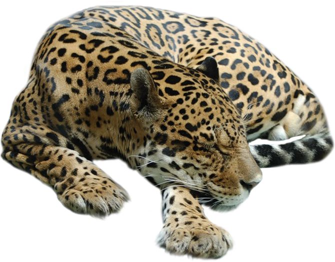 Cheetah PNG    图片编号:14842