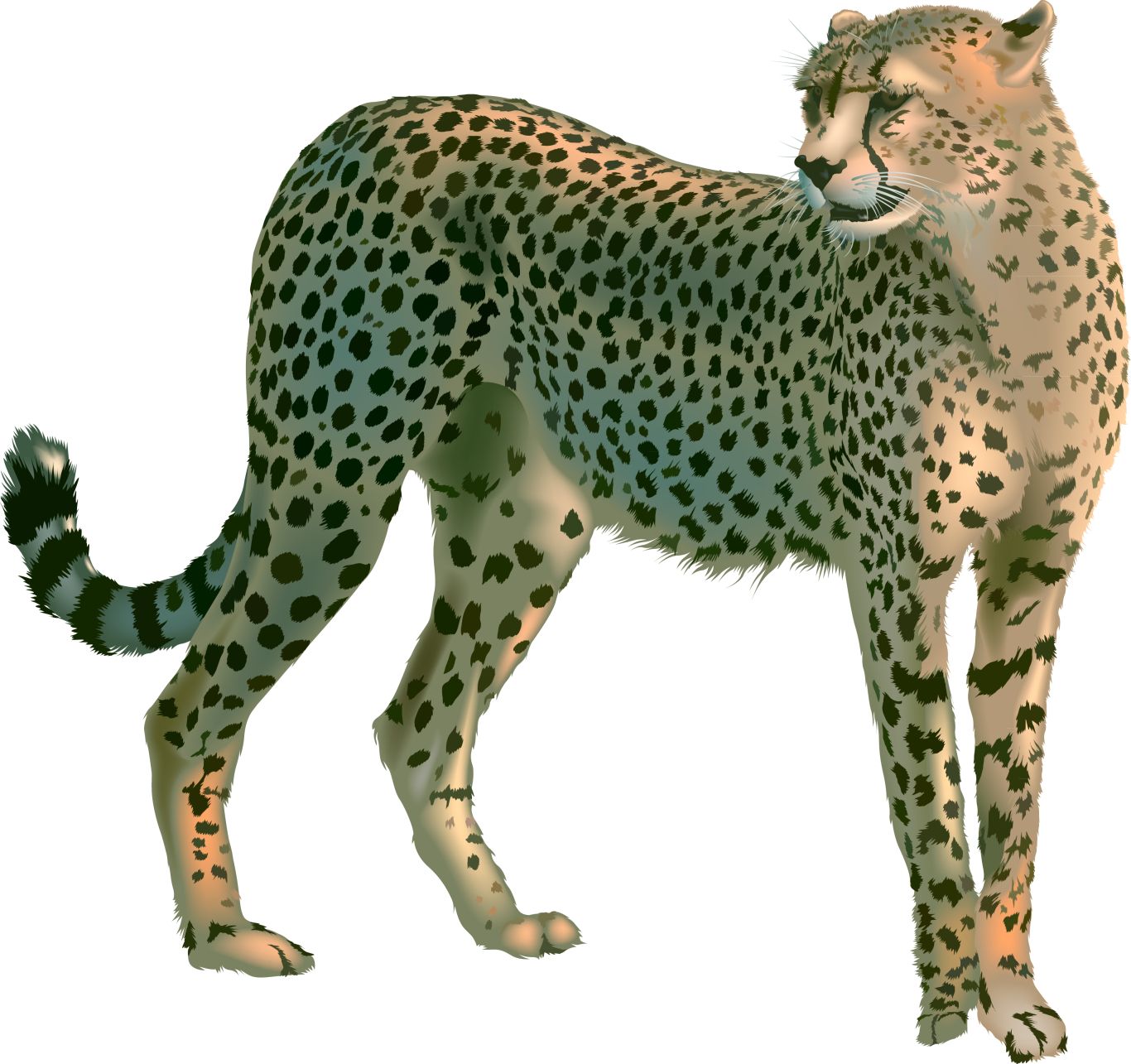 Cheetah PNG    图片编号:14843