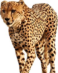 Cheetah PNG    图片编号:14845