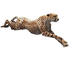 Cheetah PNG    图片编号:14846