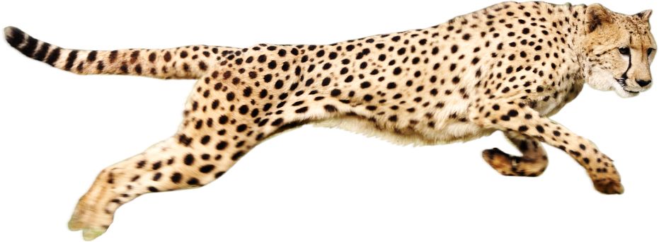Cheetah PNG    图片编号:14847