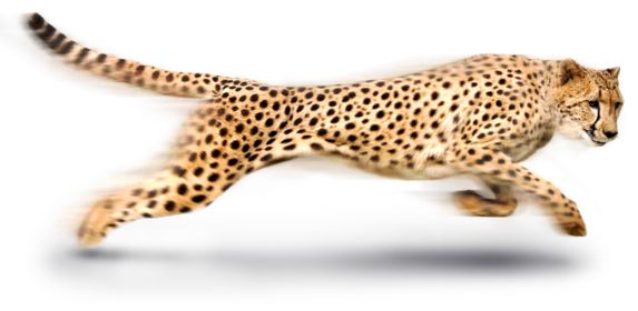 Cheetah PNG    图片编号:14849