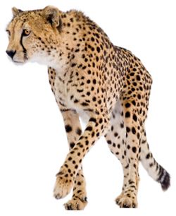 Cheetah PNG    图片编号:14850