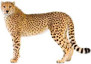 Cheetah PNG    图片编号:14851