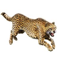 Cheetah PNG    图片编号:14852