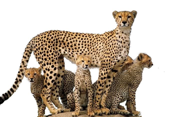 Cheetah PNG    图片编号:14854
