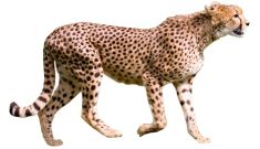 Cheetah PNG    图片编号:14856
