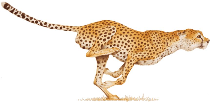 Cheetah PNG    图片编号:14857
