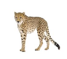 Cheetah PNG    图片编号:14860