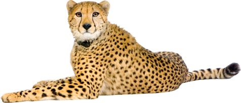 Cheetah PNG    图片编号:14864