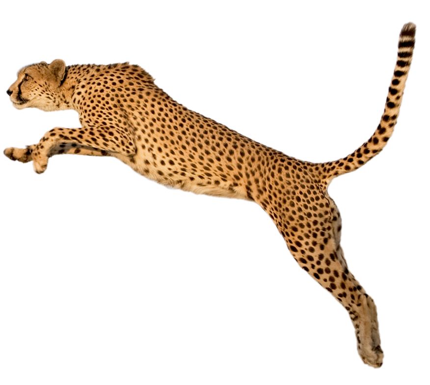 Cheetah PNG    图片编号:14865