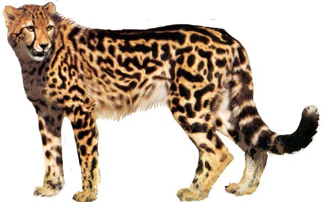 Cheetah PNG    图片编号:14867