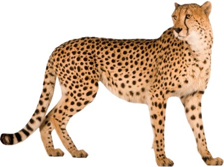 Cheetah PNG    图片编号:14868