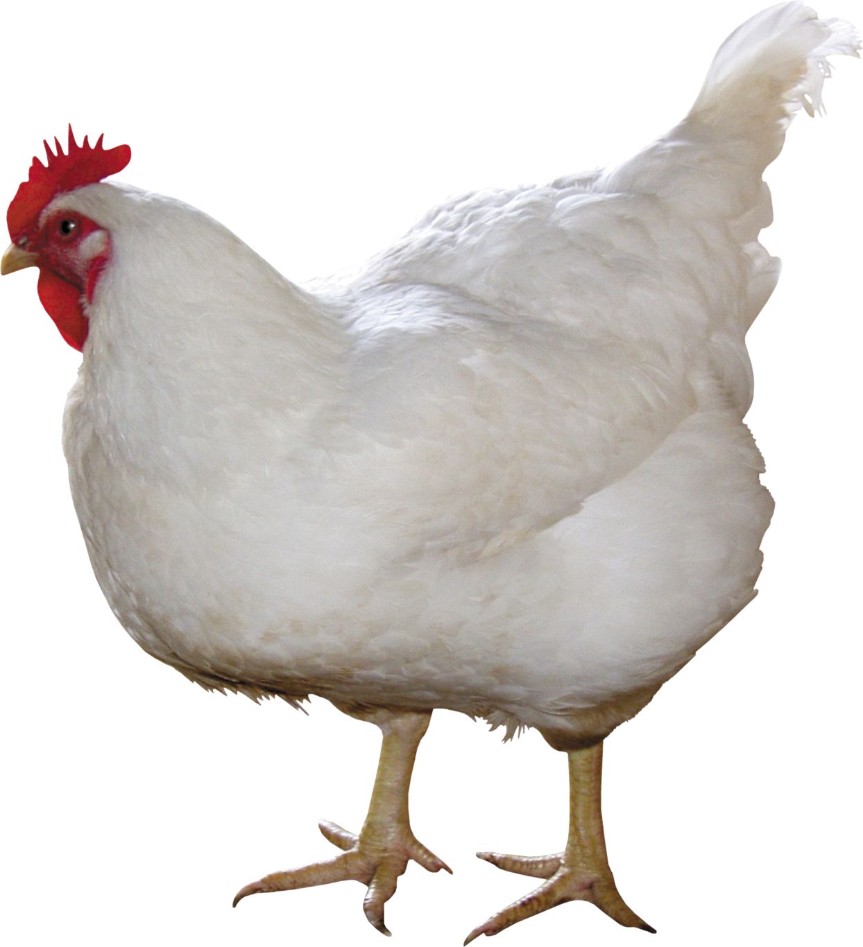 white chicken PNG image    图片编号:2143