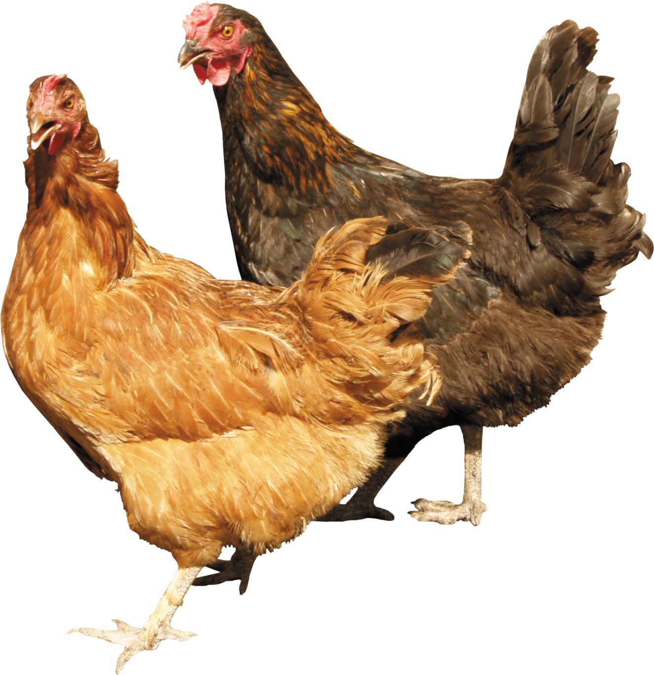 Chicken PNG image    图片编号:2144