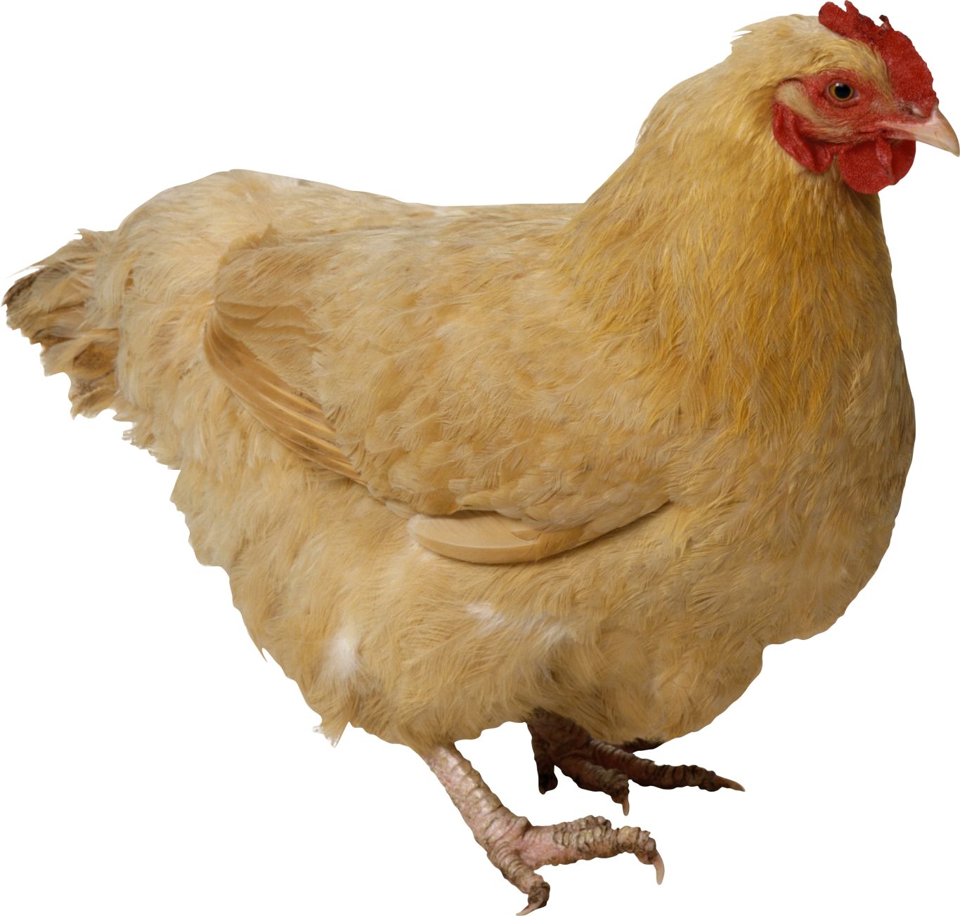Chicken PNG image    图片编号:2145