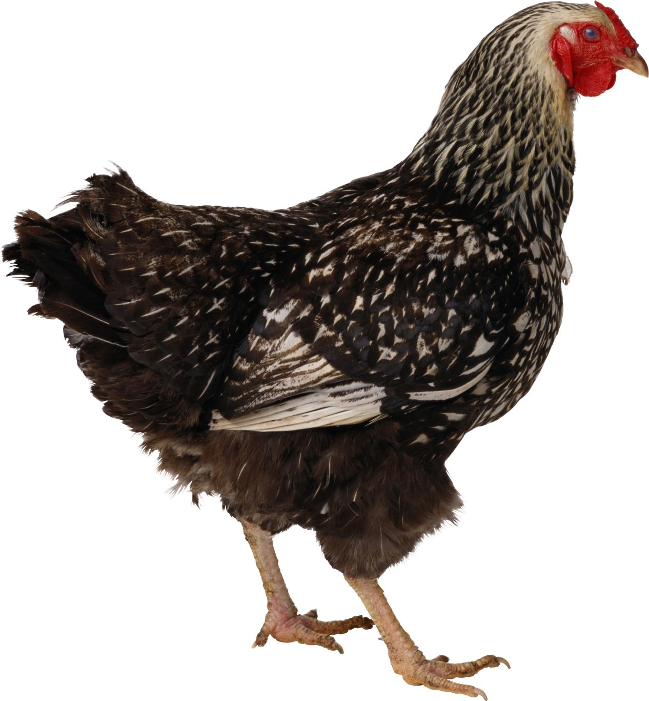 Chicken PNG image    图片编号:2146