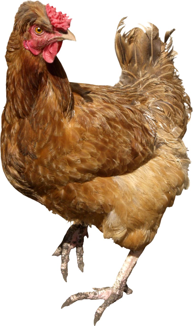 Chicken PNG image    图片编号:2147