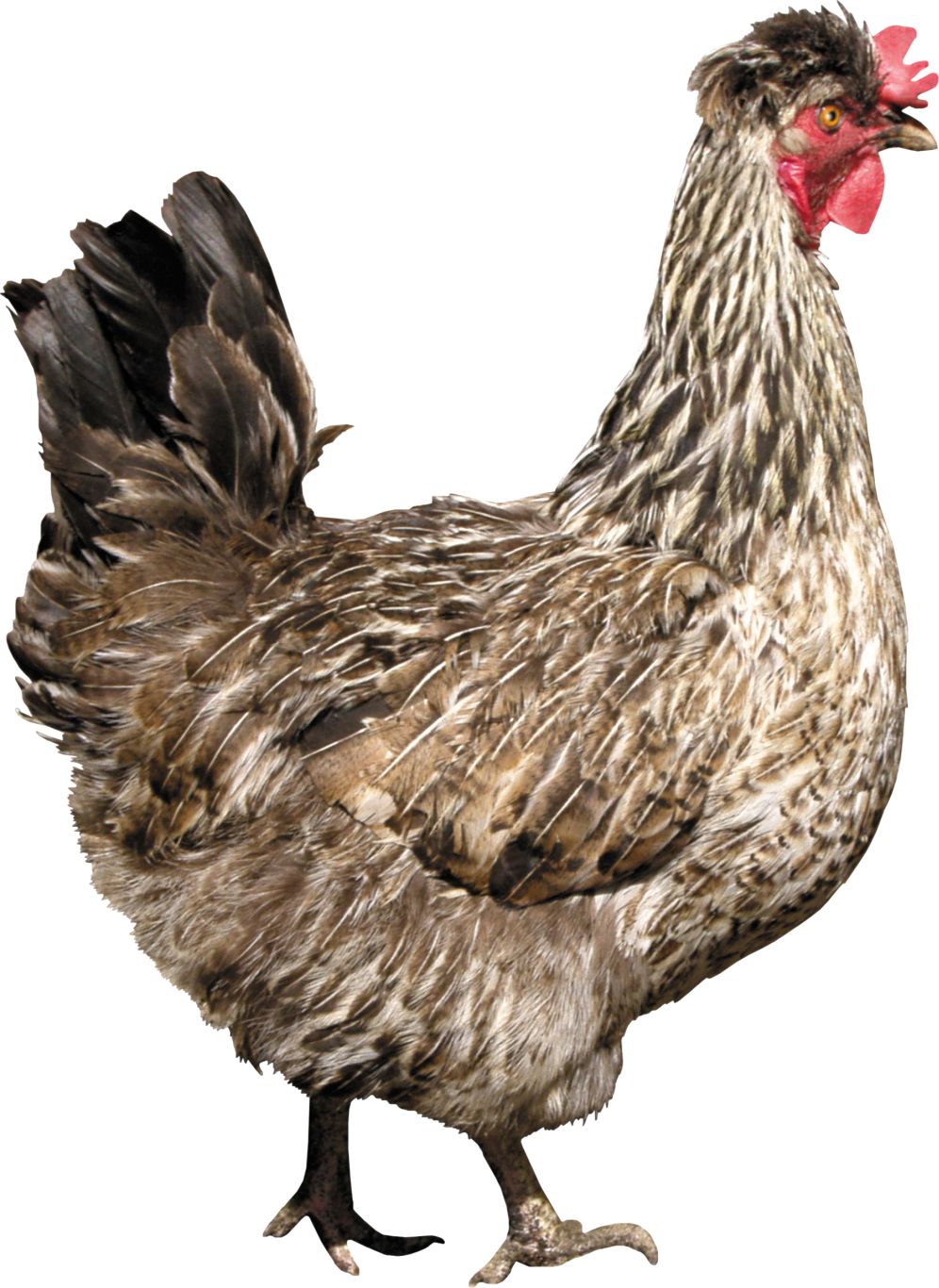Chicken PNG image    图片编号:2150