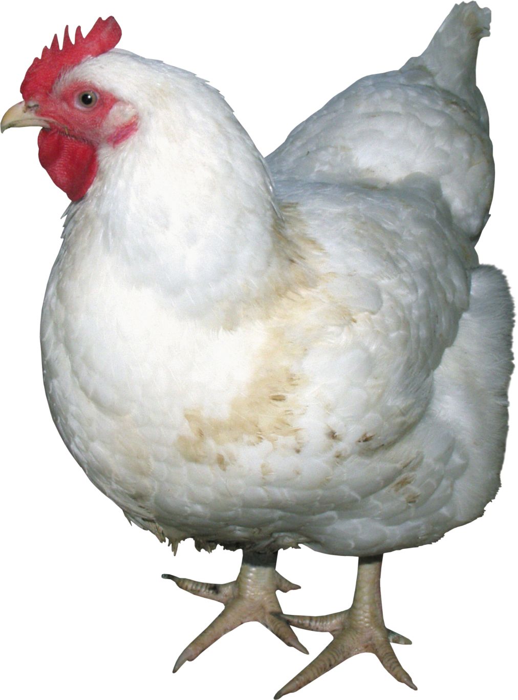 Chicken PNG image    图片编号:2151