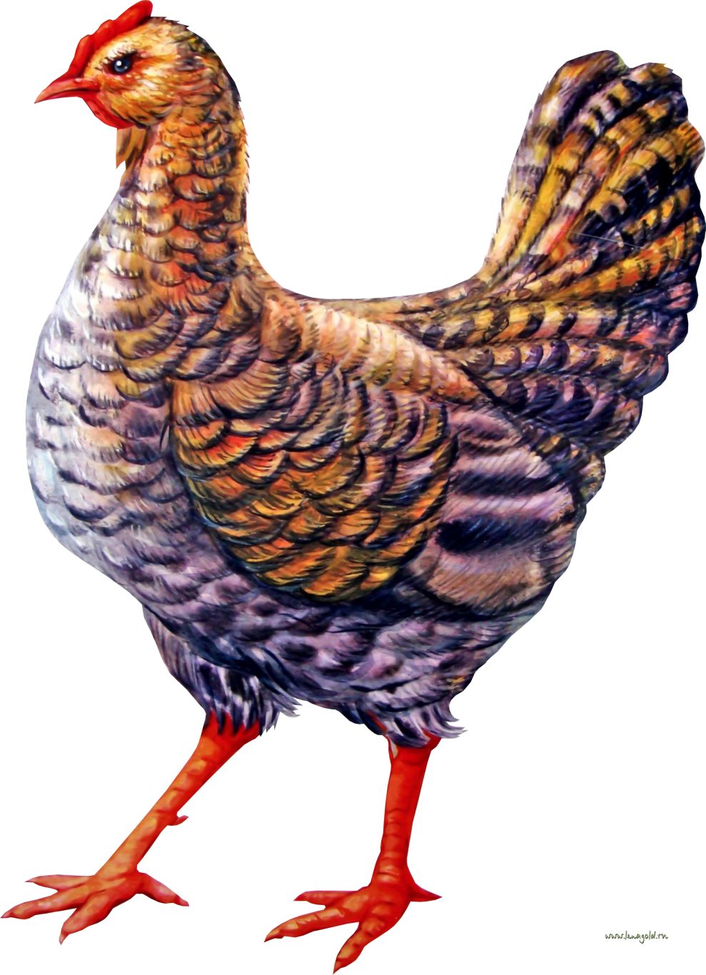 Chicken PNG image    图片编号:2152