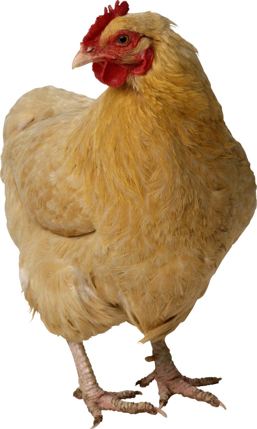 Chicken PNG image    图片编号:2154