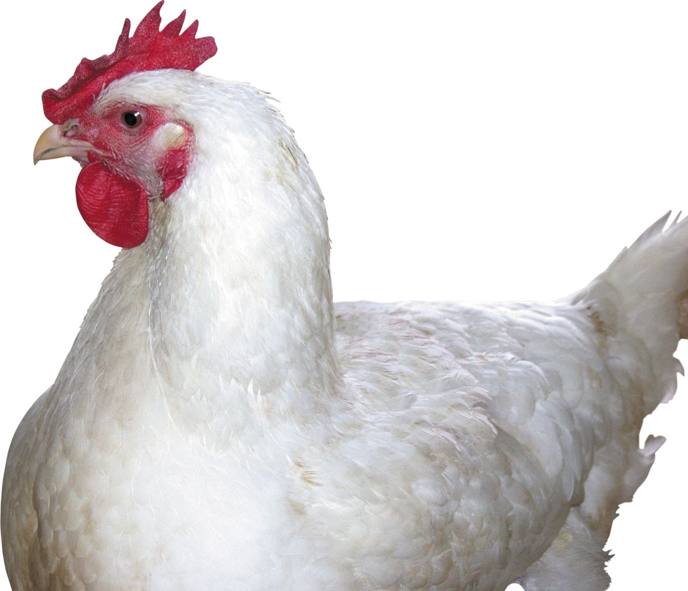 Chicken PNG image    图片编号:2157