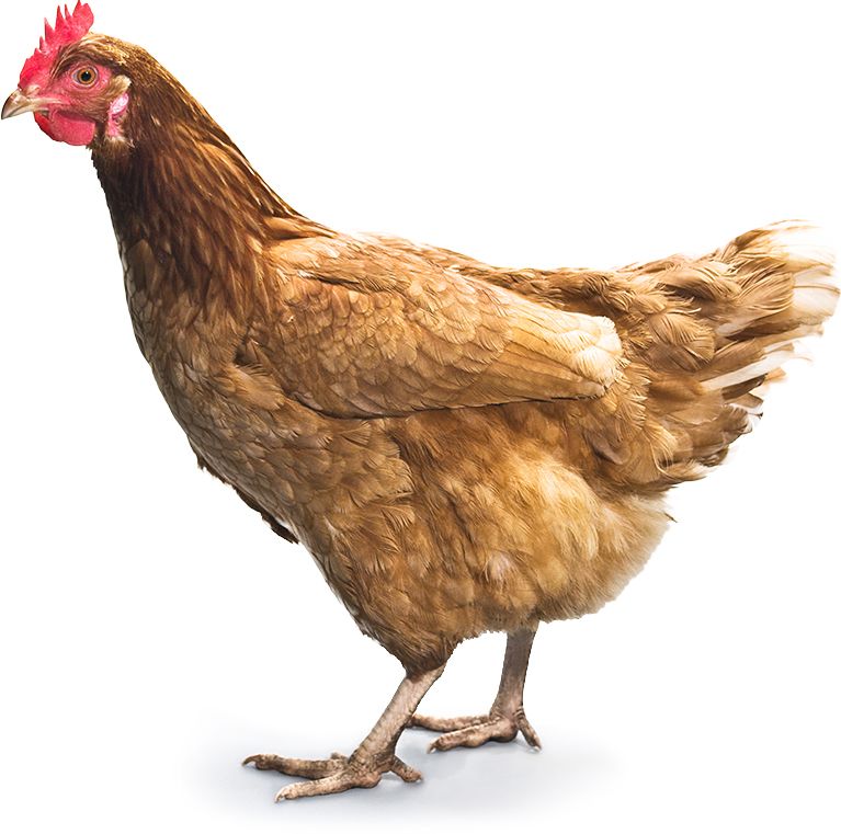 Chicken PNG image    图片编号:2160