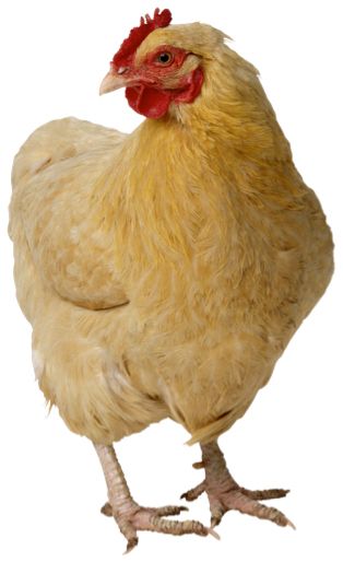 Chicken PNG image    图片编号:2161