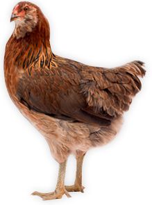 Chicken PNG image    图片编号:2162