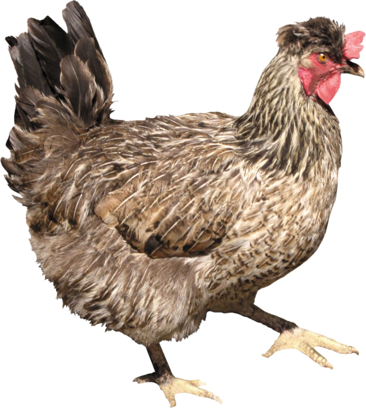 Chicken PNG image    图片编号:2165