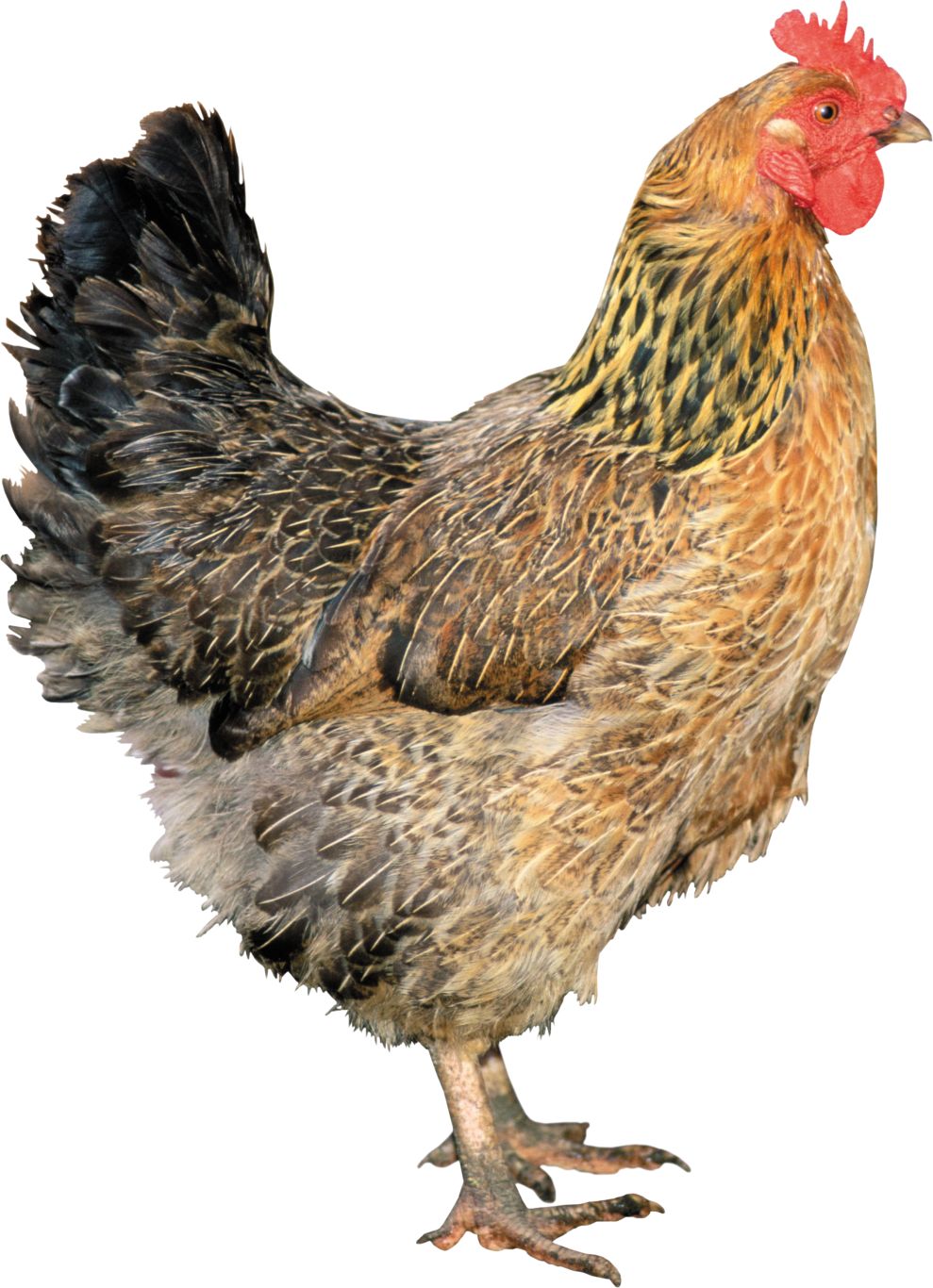 Chicken PNG image    图片编号:2167