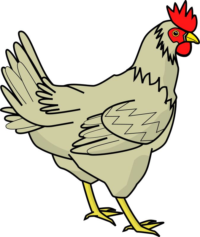 picture chicken PNG image    图片编号:2169