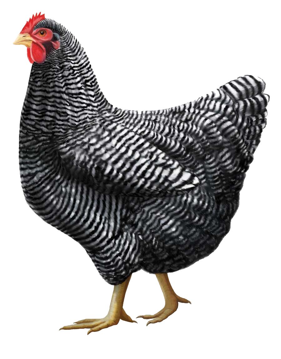 Gray chicken PNG image    图片编号:2171